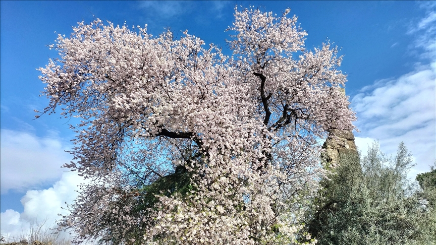 Manavgat'ta badem ağaçları çiçek açtı