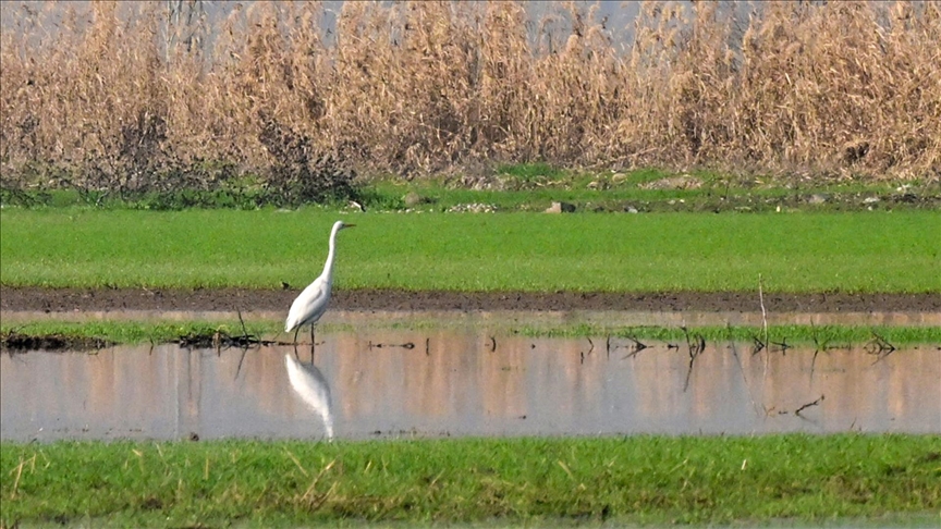 Kahramanmaraş'ta yıllar sonra su tutan Gavur Gölü kuş sesleriyle yeniden canlandı