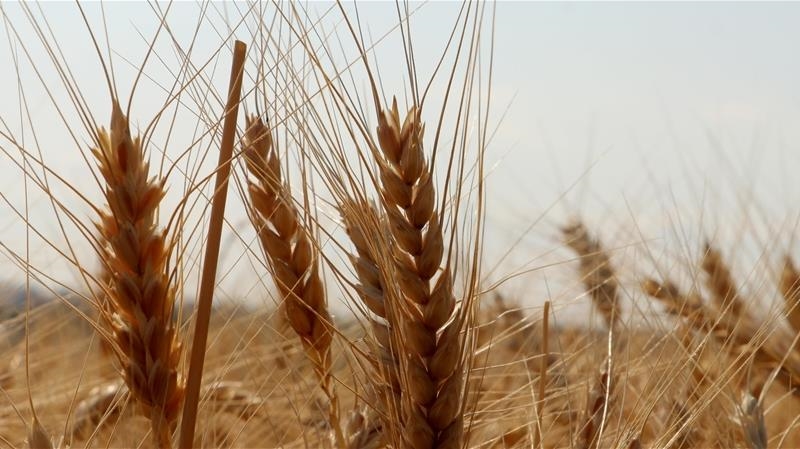 TMO, kuruma ait ekmeklik ve makarnalık buğdayı TÜRİB üzerinden günlük satışa açtı