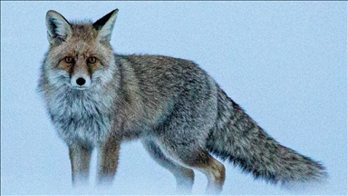 Li Erziromê dîmenê roviyê ku li ser berfê li xwarinê digeriya hat kişandin