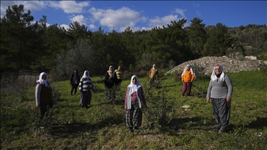 Yarımadanın kadınları doğal mirasları sakız ağacına yeniden can verdi