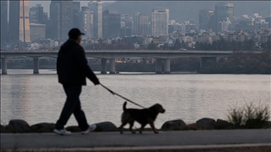 Ankete göre Güney Kore'de her 10 evden yaklaşık 3'ünde evcil hayvan besleniyor