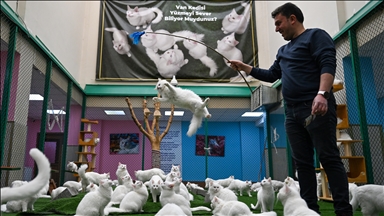 Li Wanê armanc zêdekirina têjikên pişîkên Wanê yên cins e