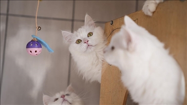 Nesli risk altındaki Ankara kedileri kendilerine özel kedi evinde korunuyor