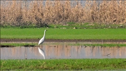 Kahramanmaraş'ta yıllar sonra su tutan Gavur Gölü kuş sesleriyle yeniden canlandı