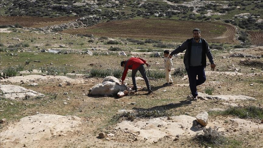 Израильтяне похитили овец палестинцев на севере Западного берега