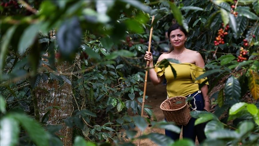 Rast temperatura ugrožava uzgoj kafe u vodećim proizvođačkim zemljama