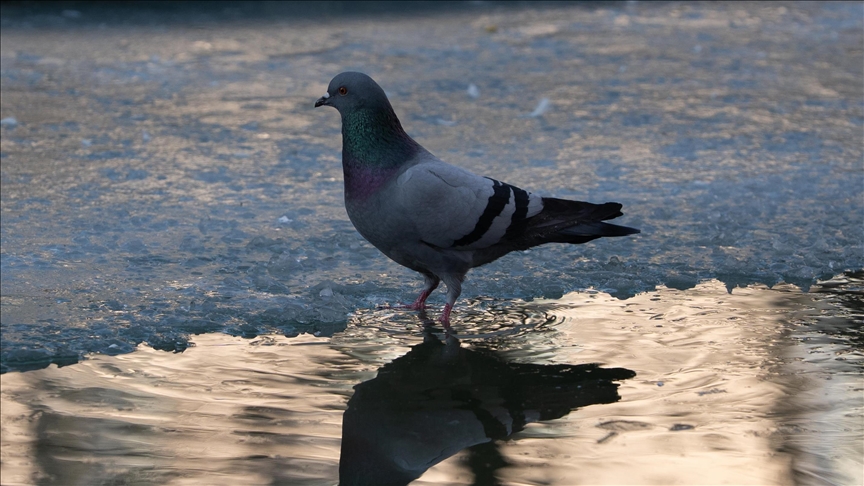 Polish city launches contraceptive feed pilot to curb pigeon population