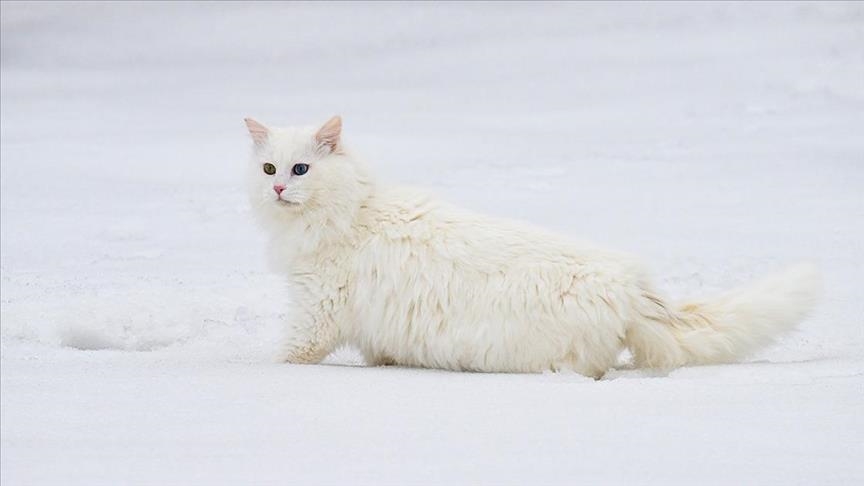  Истражувачкиот центар за мачките Ван во Турција работи на зголемување на популацијата на ретката раса со уникатни очи