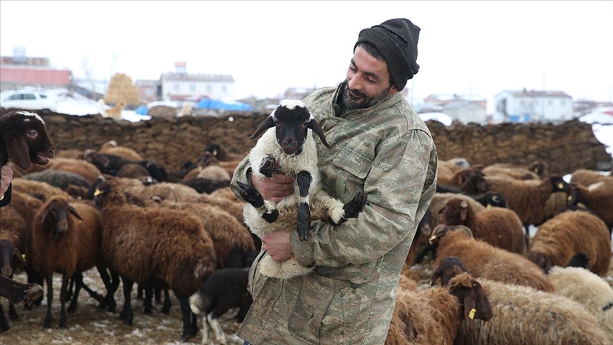 İzmir'de pastane işletirken Kars'taki köyüne dönen gurbetçi, devlet desteğiyle sürü sahibi oldu