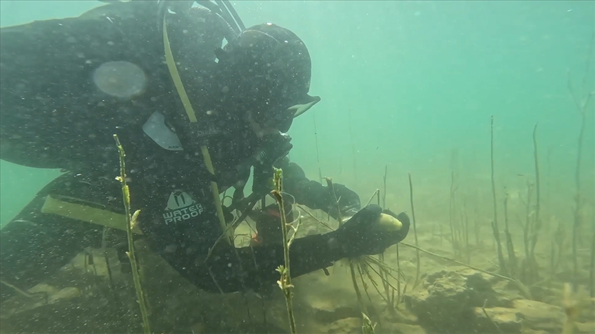 Hayalet ağlarda can çekişen balıklar, jandarma eliyle hayata tutunuyor