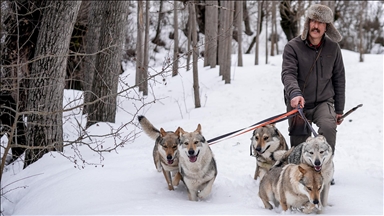 Sivas'ın bozkırında hayatını adadığı kurt köpekleri ve yırtıcı kuşlarıyla yaşıyor