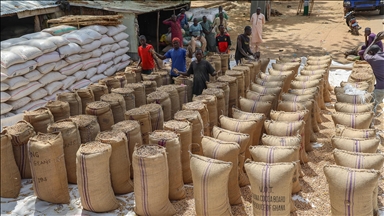 Nijerya'nın kuzeybatısında tahıl ticaretinin kalbi: Argungu pazarı