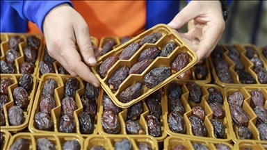 Ramadan : des responsables palestiniens alertent sur la vente de dattes israéliennes présentées comme « palestiniennes »