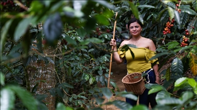 Analysis finds coffee-producing countries becoming too hot for bean cultivation