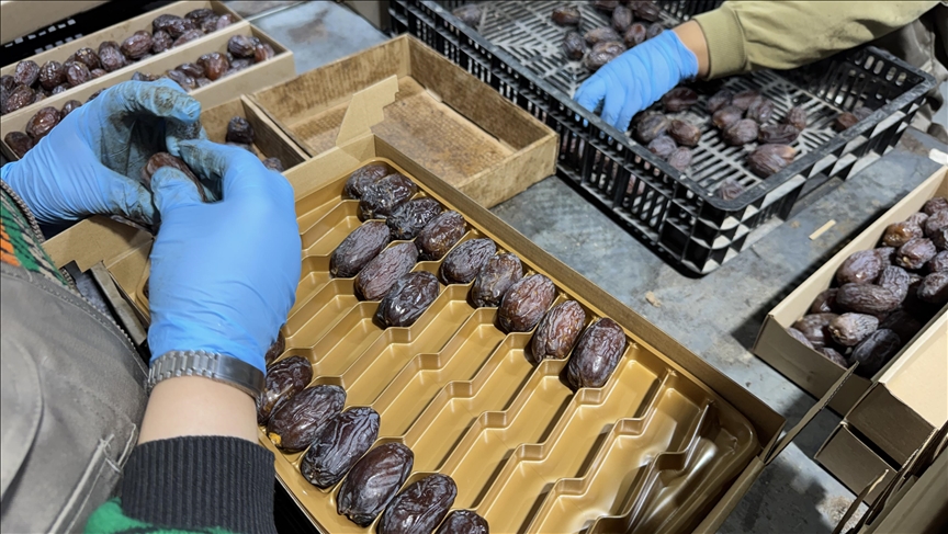 Supuestamente se están vendiendo dátiles israelíes en el mercado europeo bajo diferentes etiquetas