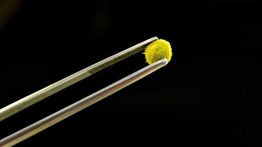 Од семе до уникатна трпеза: Во гастрономскиот сектор, популарноста на јадливите цветови зголемена во последните години