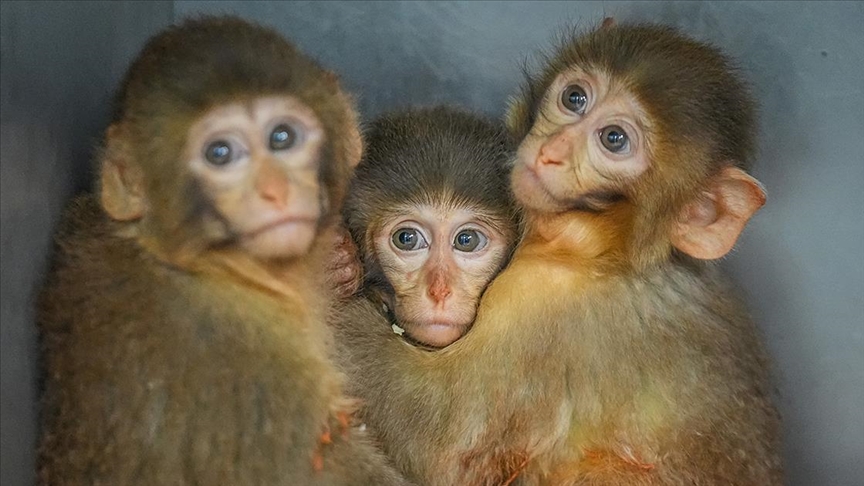 Polis denetiminde ele geçirilen makak maymunu yavrularına özenle bakılıyor