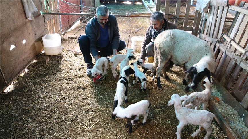 Ndodhi e rrallë në Turqi, një dele lindi 9 qengja njëherësh 
