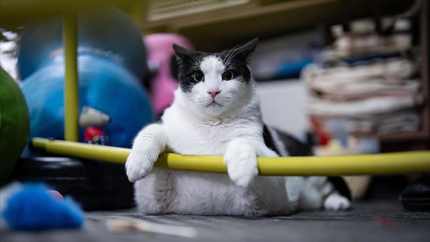 „Мало маче” од 12 килограми на третман за да ослаби со пилатес и диети