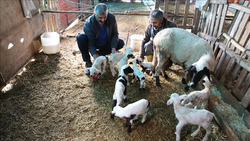  Ретка случка во Турција, овца роди девет јагниња во едно јагнење