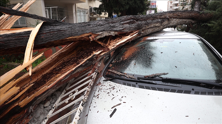 11 killed when tree topples on commercial vehicle in Nigeria