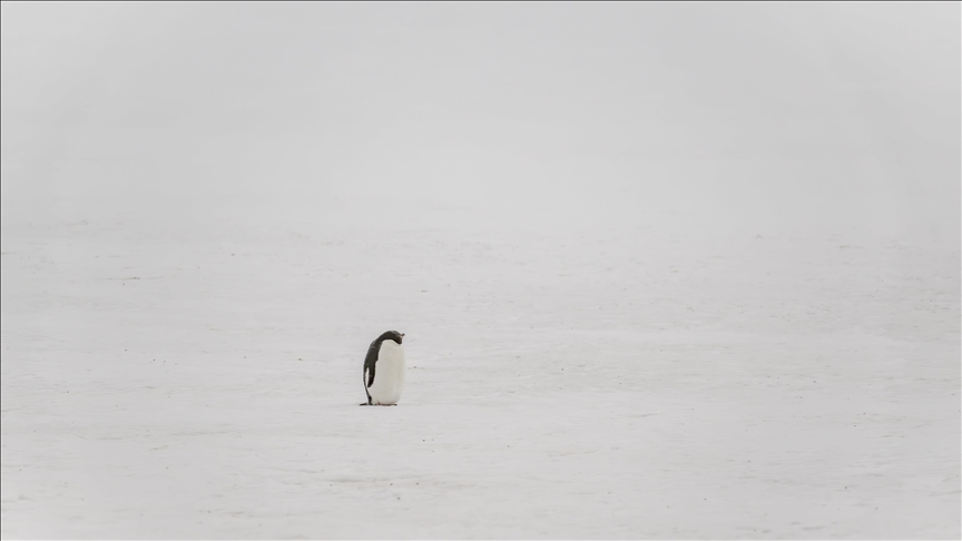 Scientists uncover origin of Antarctica’s mysterious ‘gravity hole’