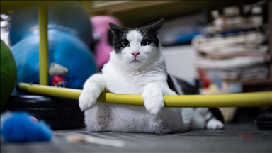 Boncuk, macja që peshon afërsisht 12 kilogramë, po përpiqet të humbasë peshë me anë të dietës dhe ushtrimeve pilates