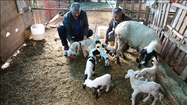  Ретка случка во Турција, овца роди девет јагниња во едно јагнење