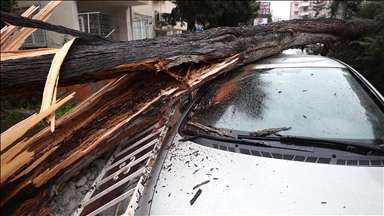 11 killed when tree topples on commercial vehicle in Nigeria