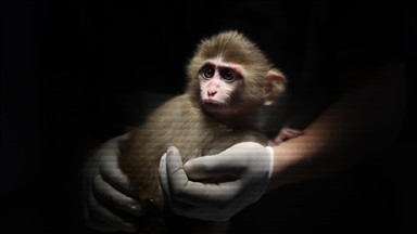 Sensational baby monkey attracts more than average visitors to Japanese zoo