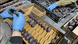 Supuestamente se están vendiendo dátiles israelíes en el mercado europeo bajo diferentes etiquetas