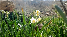 Li Batmanê nêrgizên mizgîniya biharê bişkivîn