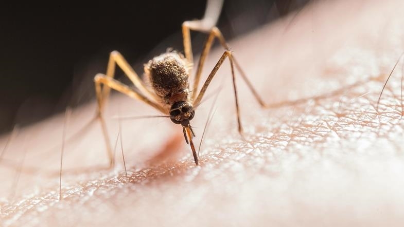 Burkina Faso : Baisse de 48% des décès liés au paludisme en 2025