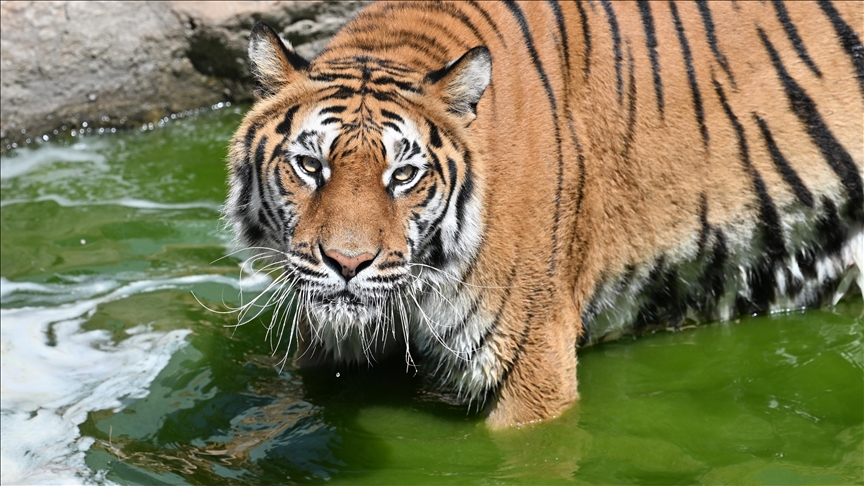 Over 70 tigers 'mysteriously' die in 1 month at park in northern Thailand