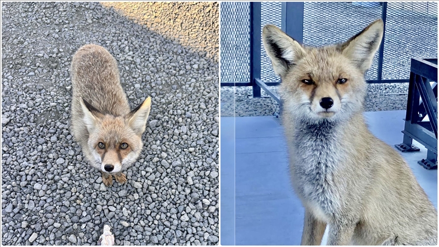 Atış poligonuna bitkin halde gelen tilki "Barut" polislerle dost oldu