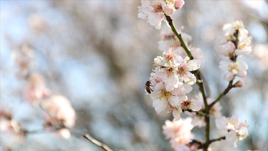 Kırklareli'nde badem ağaçları çiçek açtı