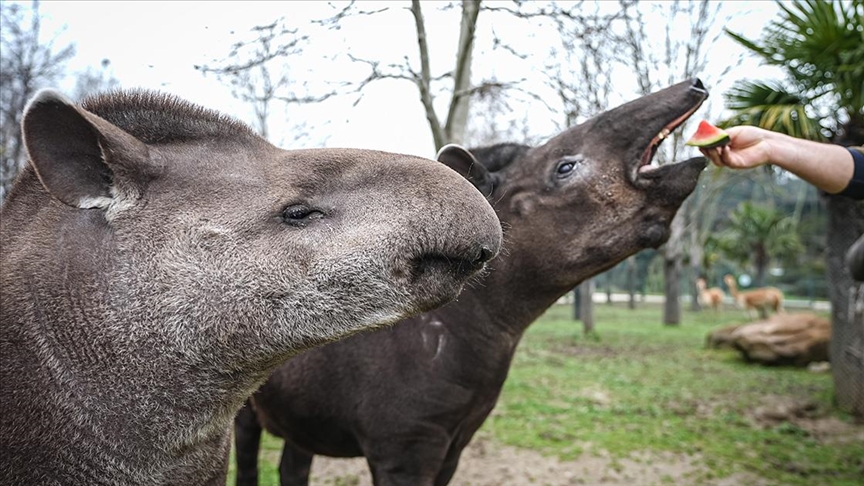 Bursa Hayvanat Bahçesi'ndeki tapirler kış mevsiminde özenle besleniyor