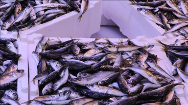 İstanbul'da ocak ayında istavrit hamsiden tahtını aldı