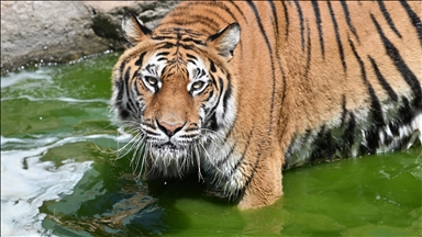 Over 70 tigers 'mysteriously' die in 1 month at park in northern Thailand