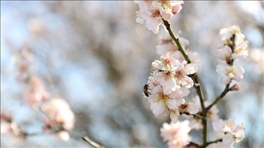 Kırklareli'nde badem ağaçları çiçek açtı