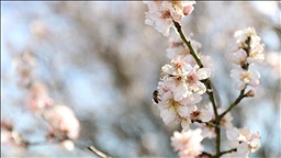 Kırklareli'nde badem ağaçları çiçek açtı