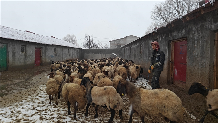 Li Mûşê bi piştgiriya dewletê heywandarî pêş dikeve