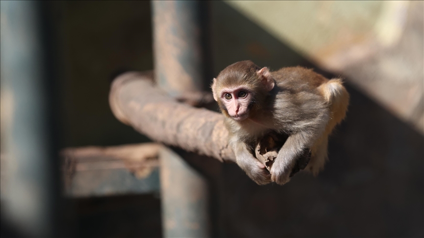Uyuşturucu şüphelilerinin elinden kurtarılan maymun yavrusu, "yetimler barınağı"na yerleştirildi