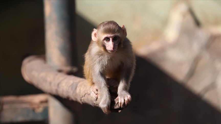 Uyuşturucu şüphelilerinin elinden kurtarılan maymun yavrusu, "yetimler barınağı"na yerleştirildi