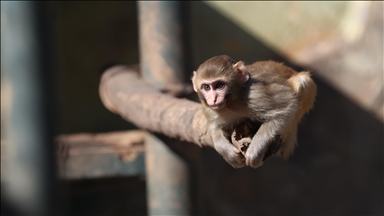 Uyuşturucu şüphelilerinin elinden kurtarılan maymun yavrusu, "yetimler barınağı"na yerleştirildi