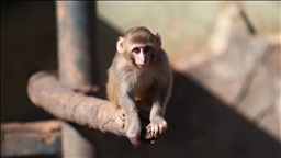 Uyuşturucu şüphelilerinin elinden kurtarılan maymun yavrusu, "yetimler barınağı"na yerleştirildi