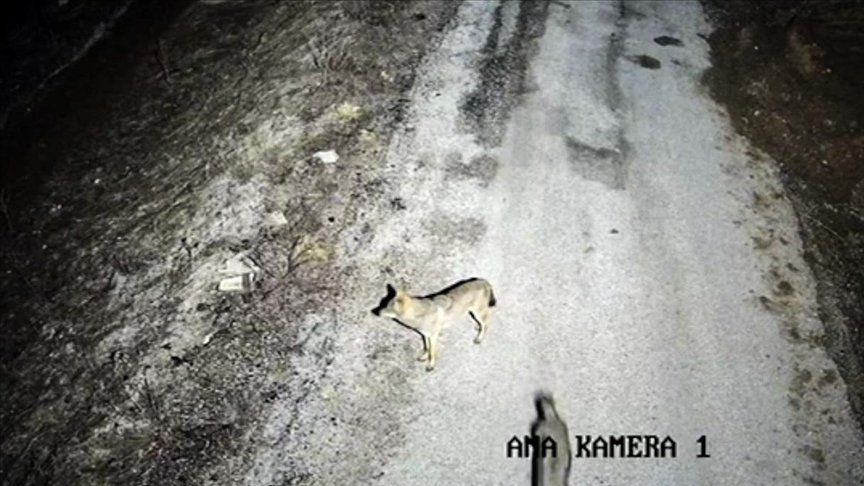 Li Elazigê gur û kîvroşkên birçî daketin navenda gund, li xwarinê geriyan