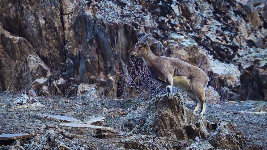 Li Hekariyê dîmena bira bizinkoviyên ku diçêriyan hat kişandin