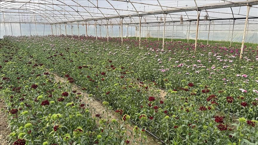 Laledereliler, İstanbul'un fethinden sonra başlayan çiçek üretimini asırlardır sürdürüyor